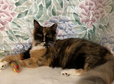 HHP 13 2025 LADY LOLA CARA CAPPUCINO