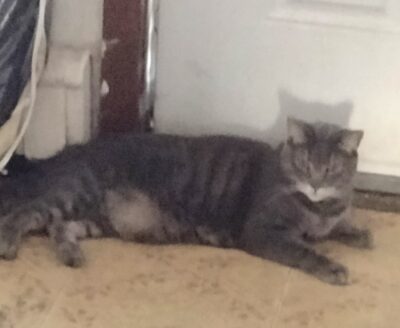 HHP 14 2025 ROCKY BALBOA