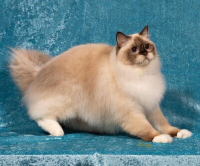 HHP 2 2025 JOHNNY BLAZE