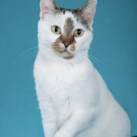 HHP # 12 ISLA TABBY TAIL 2026