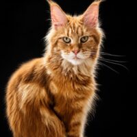 Kitten # 11 2026 Happy Moya lridils Line