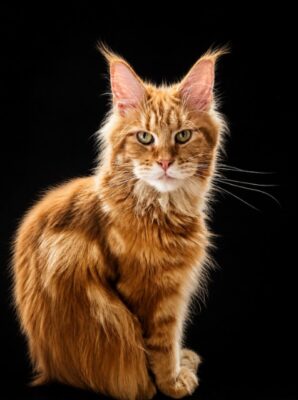 Kitten # 11 2026 Happy Moya lridils Line