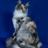 Kitten # 13 2026 RusticMaines Lady Godiva of Tac-N-Tac