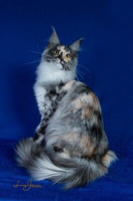 Kitten # 13 2026 RusticMaines Lady Godiva of Tac-N-Tac