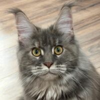 Kitten # 15 2026 Kaori Iridils Line