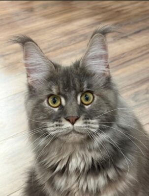 Kitten # 15 2026 Kaori Iridils Line
