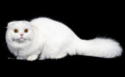 Kitten 15 CAPITAL HEIGHTS KAREN 2024