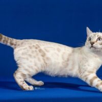 Kitten # 16 2026 VENGALICATS DUCHESS OF BENGALSANDCO