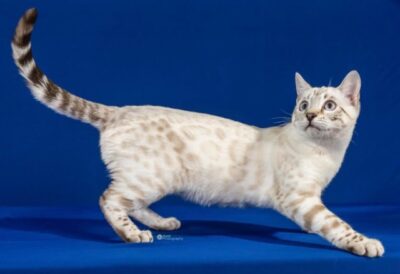 Kitten # 16 2026 VENGALICATS DUCHESS OF BENGALSANDCO