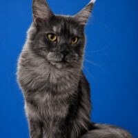 Kitten # 17 2026 Itzacoon Porscha