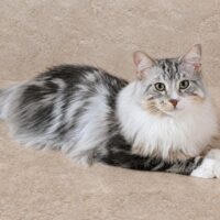 Kitten # 19 2026 LE BEAU MINU STERLING MOON