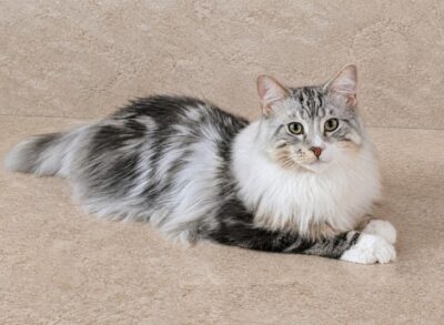 Kitten # 19 2026 LE BEAU MINU STERLING MOON