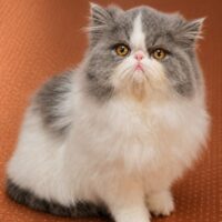 Kitten # 20 2026 Muddybrook Piccassos Royal Jewel