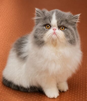 Kitten # 20 2026 Muddybrook Piccassos Royal Jewel