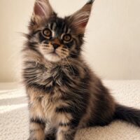 Kitten # 3 2026 Itzacoon Hoss