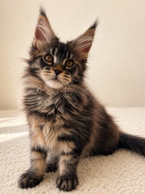 Kitten # 3 2026 Itzacoon Hoss