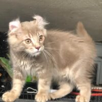 Kitten # 5 2026 Askr Top Notch