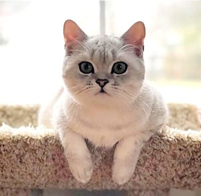 Top Cat # 15 Drinks Like A Fish