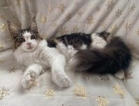 Kitten 6 SEBAGOMIST JASMINE 2025