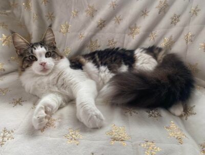 Kitten 6 SEBAGOMIST JASMINE 2025