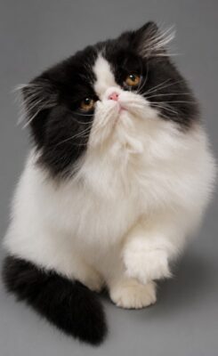 Kitten # 8 2026 Muddybrook Spicy Pepper