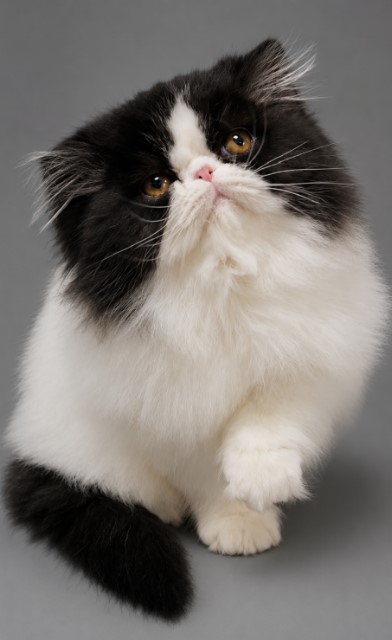 Kitten # 8 2026 Muddybrook Spicy Pepper