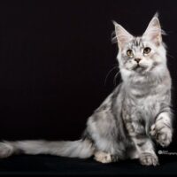 Kitten # 9 2026 GGLegacy AngelMarsoui