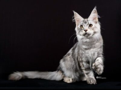 Kitten # 9 2026 GGLegacy AngelMarsoui
