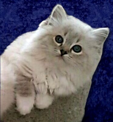 Kitten 1 Happykatrags Sugar 2025